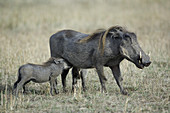 Baby Warthog Nursing