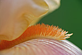 Hybrid Bearded Iris