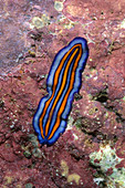 Three-striped Flatworm