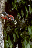 Red-breasted Sapsucker cleaning nest