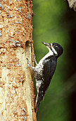 Black-backed Woodpecker with food at nest