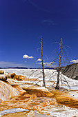 Dead Trees,Yellowstone National Park