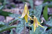 Trout Lily