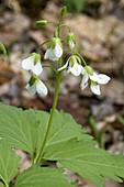 Toothwort