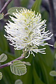 Dwarf Fothergilla