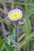 Robin's Plantain