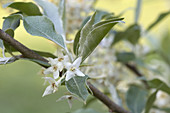 American Silverberry