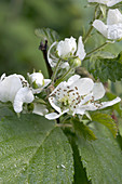 Multiflora Rose