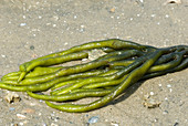Green Fleece (Codium fragile),a seaweed