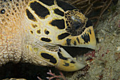 Hawksbill Turtle