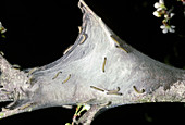 Tent Caterpillars