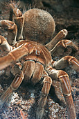 Goliath Bird eater Tarantula