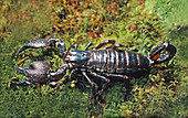 Emperor Scorpion