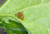 Eggs of a Leaf-footed Bug