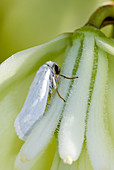 Yucca Moth (Tegeticula yuccasella)