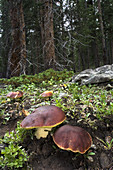Boletos Mushrooms