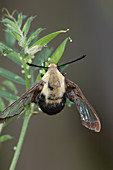 Hummingbird Moth laying eggs