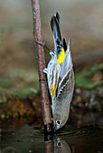 Yellow-rumped Warbler Drinking