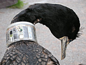 Cormorant with Radio Collar