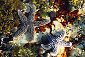 Starfish in a Tidal Pool in Maine