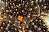 Close-up of a Starfish