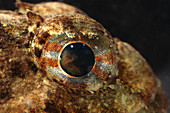 Eye of Shorthorn Sculpin