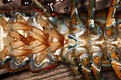 Lobster Female Sex Organs