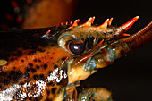 Lobster Eye