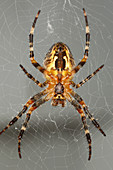 Marbled Orb Weaver Spider