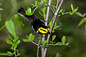 Golden cheeked Warbler