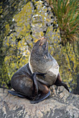 Antarctic Fur Seal