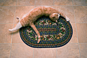 Tabby Cat Stretching