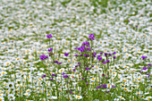 Purple Phlox and Daisies