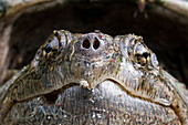 Female Snapping Turtle