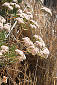 Santa Cruz Island Buckwheat