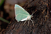 Green Geometrid Moth