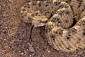 Sidewinder Rattlesnake