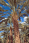 Date Palm Pruning