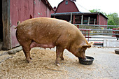 Tamworth Pig