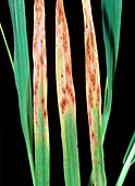 Phosphorus deficiency in barley