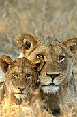 African Lion with cub