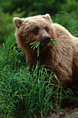 Brown Bear