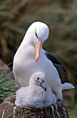 Black-browed Albatross with chick at nest