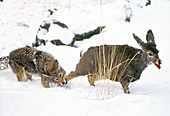 Coyote Attacks Mule Deer