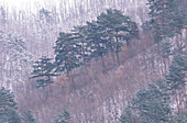 Japanese winter landscape