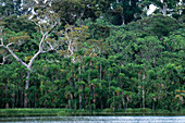 Tropical Rainforest,Peru