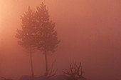 Fog in Yellowstone