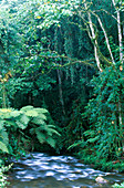 Bwindi Impenetrable Forest,Uganda