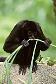 Brown-headed Spider Monkey