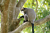 De Brazza's Monkey